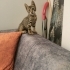 Üst düzey oyuncu baldan tatlı deccal kedi fotoğraf