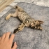 Üst düzey oyuncu baldan tatlı deccal kedi fotoğraf
