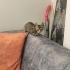 Üst düzey oyuncu baldan tatlı deccal kedi fotoğraf