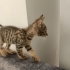 Üst düzey oyuncu baldan tatlı deccal kedi fotoğraf
