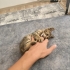 Üst düzey oyuncu baldan tatlı deccal kedi fotoğraf