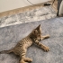 Üst düzey oyuncu baldan tatlı deccal kedi fotoğraf