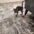 Üst düzey oyuncu baldan tatlı deccal kedi fotoğraf