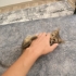 Üst düzey oyuncu baldan tatlı deccal kedi fotoğraf