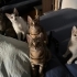 Kucakçı bebolar fotoğraf