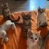 Kucakçı bebolar fotoğraf