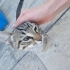 SICAK BİR YUVA ARAYAN MİNİK BİR BEBEK🥺 fotoğraf