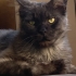 Maine Coon Kedim Sahiplendirilecektir fotoğraf