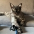 Maine Coon Kedim Sahiplendirilecektir fotoğraf
