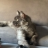 Maine Coon Kedim Sahiplendirilecektir fotoğraf