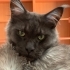 Maine Coon Kedim Sahiplendirilecektir fotoğraf