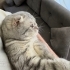2 YAŞ SCOTTİSH FOLD AİLE ARIYOR fotoğraf
