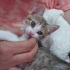 Mavi gözlü tekir 2 aylık fotoğraf