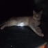 Acil yuva aranıyor fotoğraf