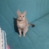 Acil yuva aranıyor fotoğraf