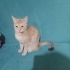 Acil yuva aranıyor fotoğraf