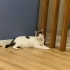 Zeka Küpü😻  3 yıldır baktığımız pamuk gibi bir kedi.. fotoğraf