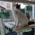 Zeka Küpü😻  3 yıldır baktığımız pamuk gibi bir kedi.. fotoğraf