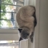 Küçük bebek için yuva arıyoruz fotoğraf
