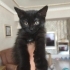 3 AYLIK YAVRU BRITISH SHORTHAIR KEDİ fotoğraf