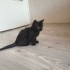 3 AYLIK YAVRU BRITISH SHORTHAIR KEDİ fotoğraf