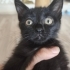 3 AYLIK YAVRU BRITISH SHORTHAIR KEDİ fotoğraf