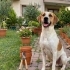 Badem Yuvasını Arıyor fotoğraf