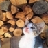 3 aylık Yavru Kedi fotoğraf