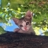 3 aylık Yavru Kedi fotoğraf