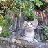 3 aylık Yavru Kedi fotoğraf