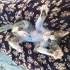 3 aylık Yavru Kedi fotoğraf