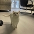 Kar beyazı kız tekila hanıma çok acil yuva fotoğraf