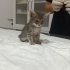Duman ömürlük evini arıyor fotoğraf