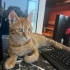 Bu tarcin cocuk icin acil yuva! fotoğraf