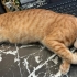 Bu tarcin cocuk icin acil yuva! fotoğraf