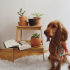 Zeze insan aşığı oynamayı seven bir köpek fotoğraf
