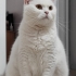 British oğluma yuva fotoğraf