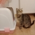 İZMİR ÜCRETSİZ SAHİPLENDİRME. SCOTİS TİGER TABY. AŞIRI SICAKKANLI fotoğraf