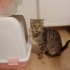 İZMİR ÜCRETSİZ SAHİPLENDİRME. SCOTİS TİGER TABY. AŞIRI SICAKKANLI fotoğraf