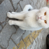 Evden atılmış kırma cins kedi fotoğraf