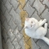 Evden atılmış kırma cins kedi fotoğraf