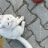 Evden atılmış kırma cins kedi fotoğraf