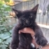 Luna milo Leo ömürlük yuvalarını arıyorlar fotoğraf