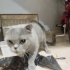 ÖMÜRLÜK YUVA ARANINIYOR: SOKAĞA TERK EDİLMİŞ SCOTTISH FOLD KIZIMIZ fotoğraf