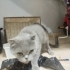 ÖMÜRLÜK YUVA ARANINIYOR: SOKAĞA TERK EDİLMİŞ SCOTTISH FOLD KIZIMIZ fotoğraf