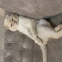 güzel huylu kiraza yeni yuvasını arıyoruz fotoğraf