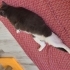 Fıstık çok acil sahiplendiriyoruz tüm eşyalarıyla fotoğraf
