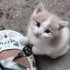 Yakışıklı,bahçenin maskotu,dünyalar tatlısı <3 fotoğraf