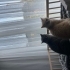 Kuzey ve Yaman’a birlikte ömürlük yuva aranıyor fotoğraf