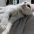 Sokaktan bulundu ömürlük yuva aranıyor fotoğraf